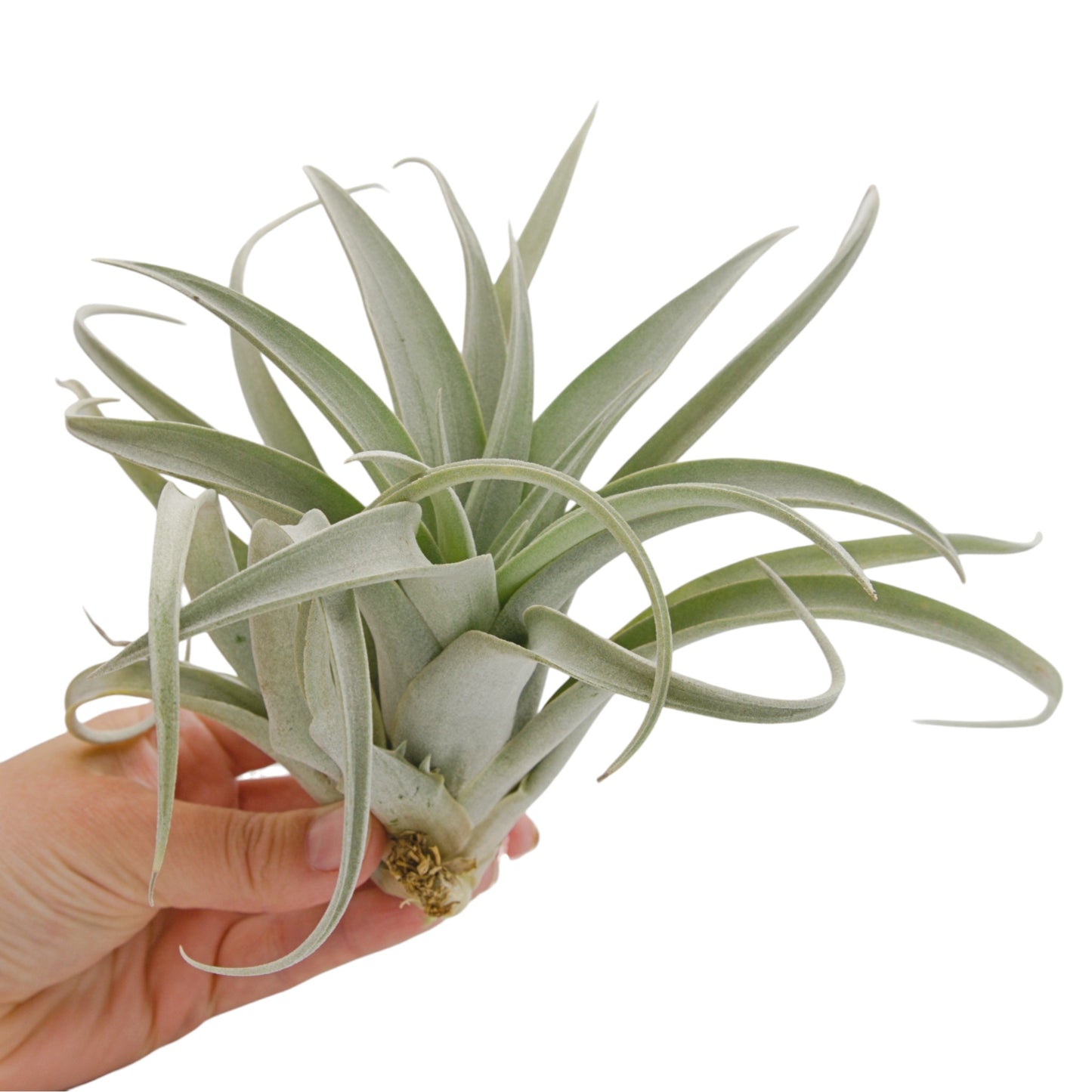 Tillandsia Capitata Mauve