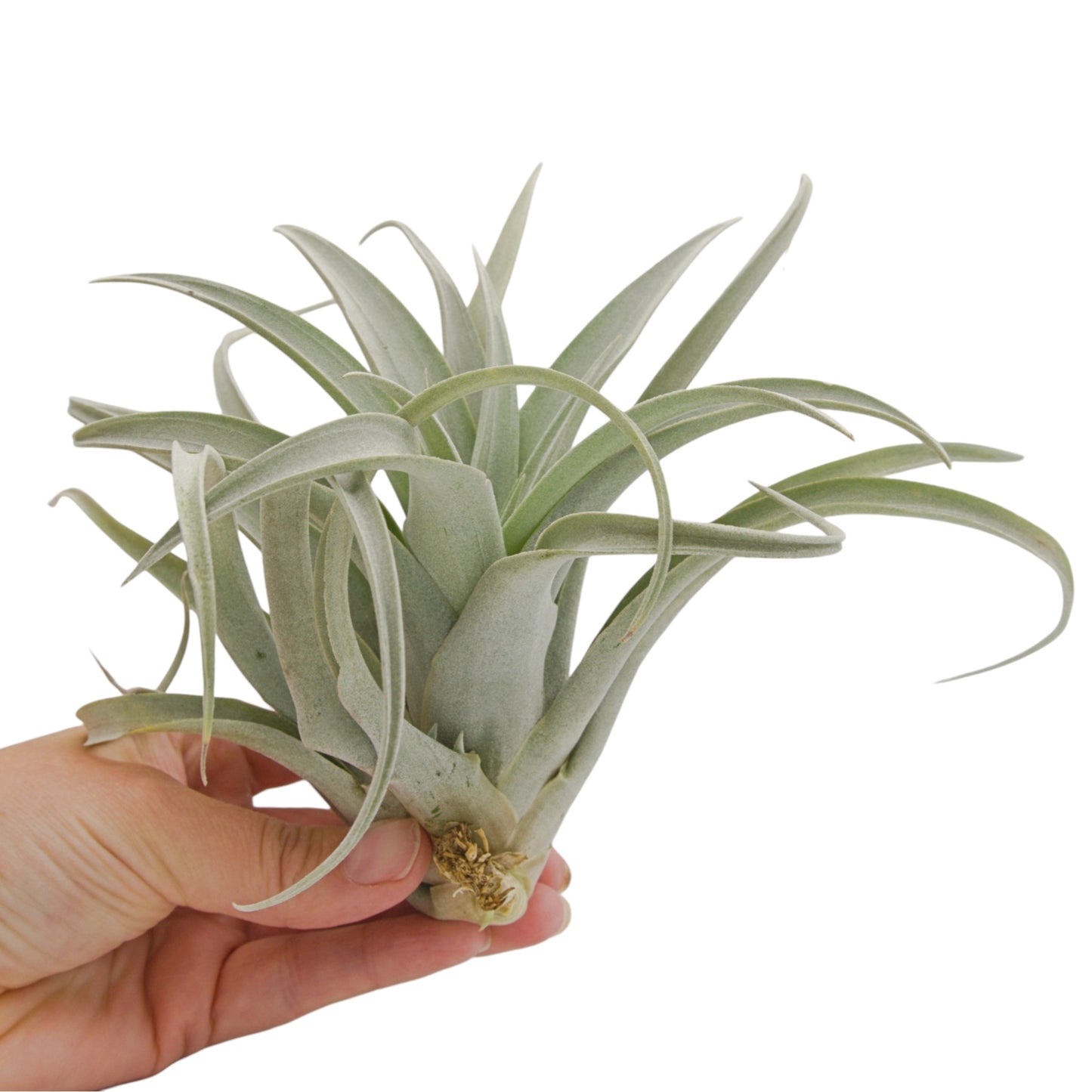 Tillandsia Capitata Mauve