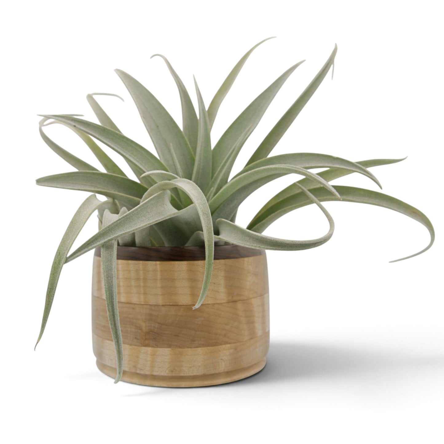 Tillandsia Capitata Mauve