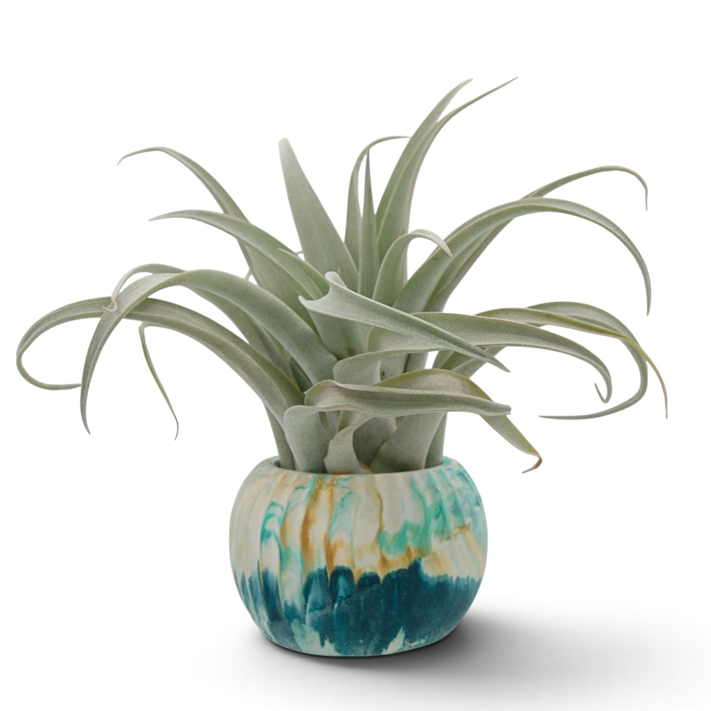 Tillandsia Capitata Mauve