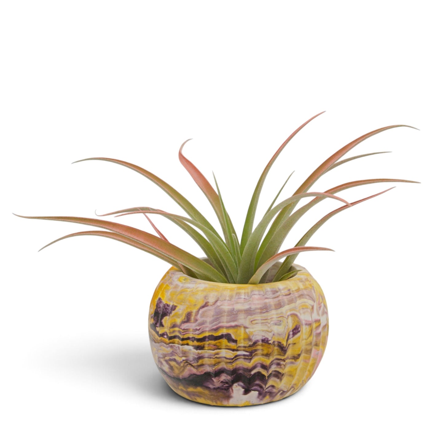 A tillandsia air plant called Capitata Peach.  The tips of the leaves have been painted peach with a non-toxic dye.