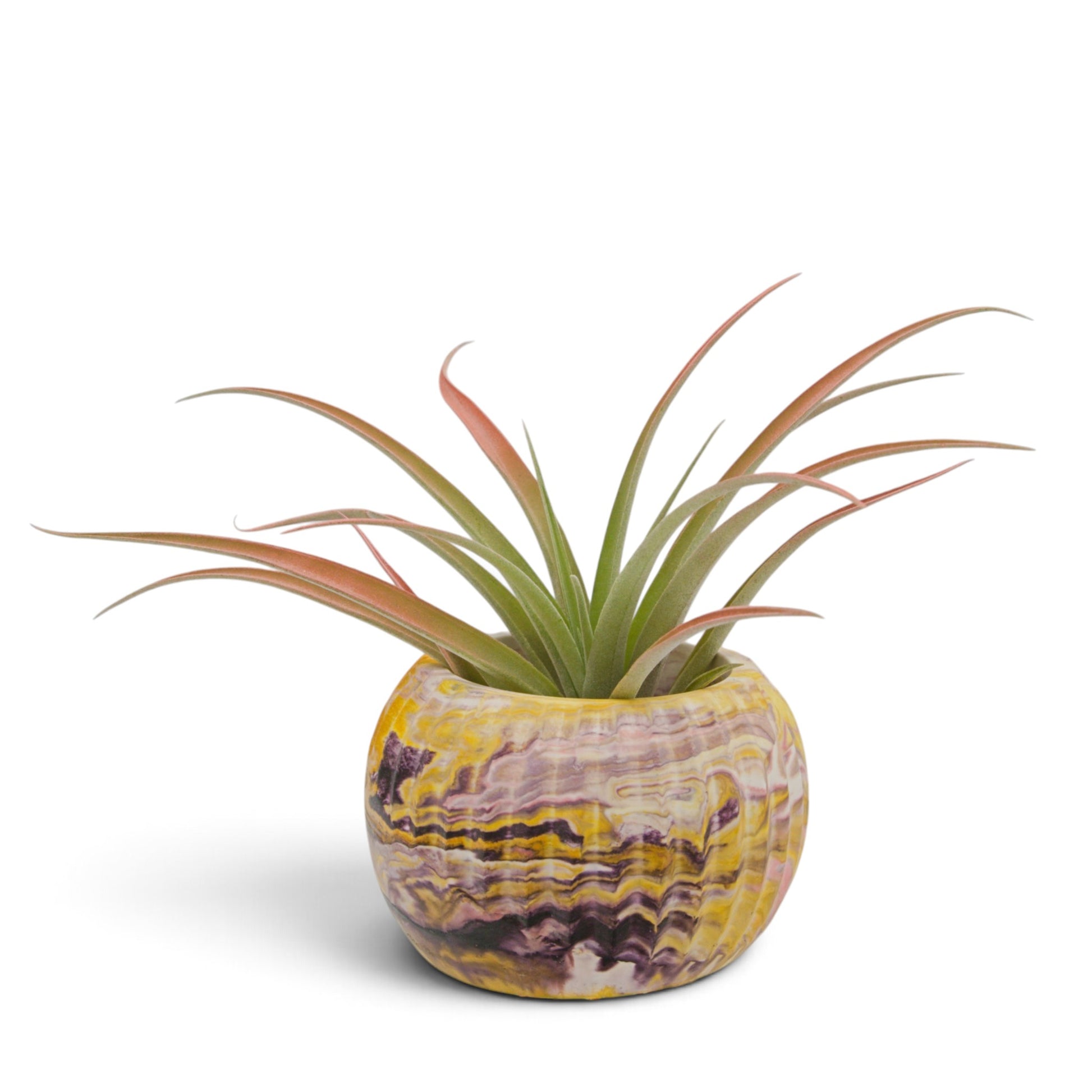 A tillandsia air plant called Capitata Peach.  The tips of the leaves have been painted peach with a non-toxic dye.