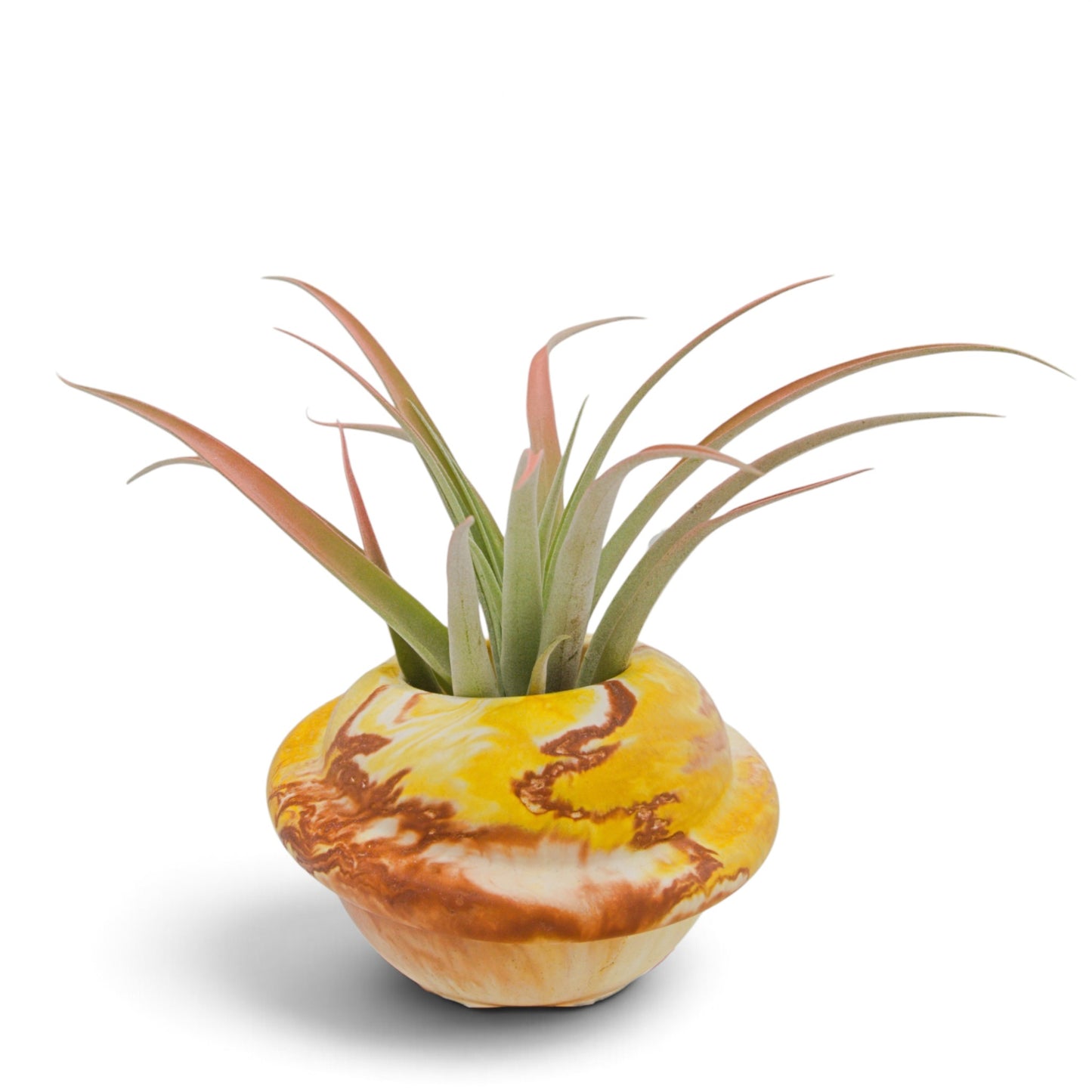 A tillandsia air plant called Capitata Peach.  The tips of the leaves have been painted peach with a non-toxic dye.  Sitting in a yellow and clay marbled handmade hydrostone saturn pot.
