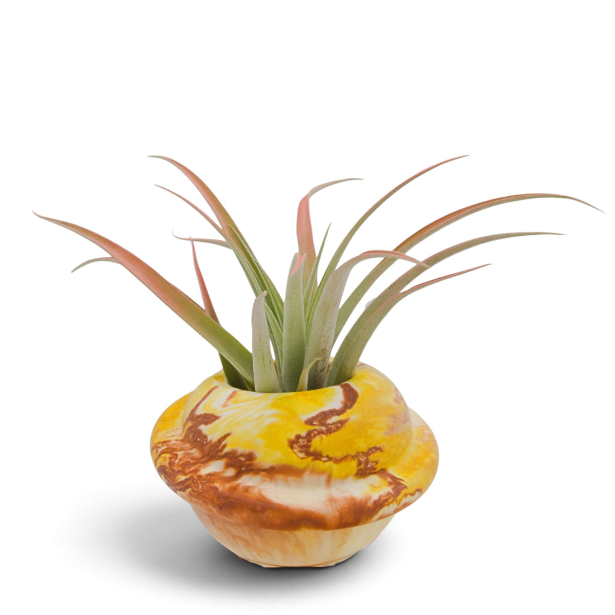 A tillandsia air plant called Capitata Peach.  The tips of the leaves have been painted peach with a non-toxic dye.  Sitting in a yellow and clay marbled handmade hydrostone saturn pot.
