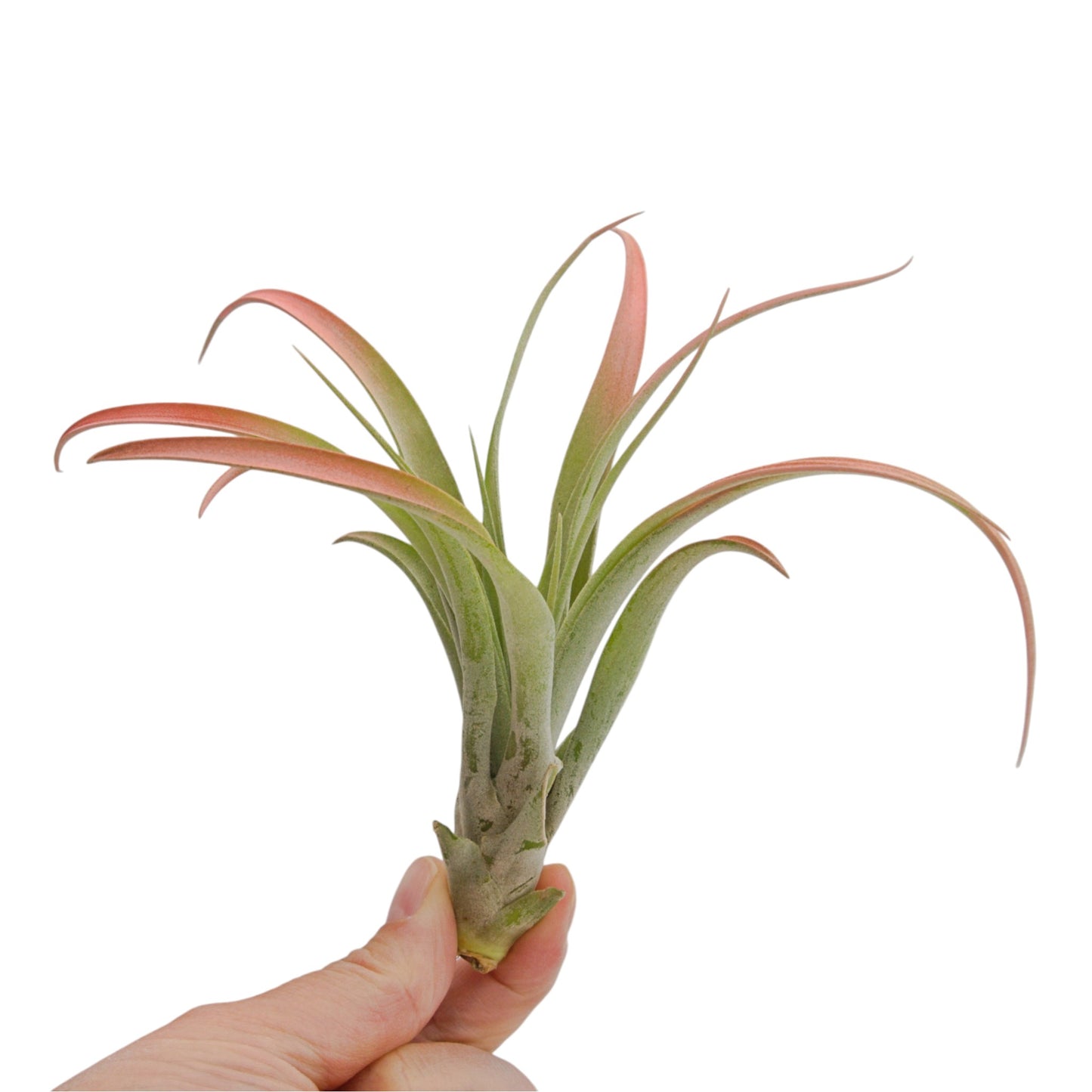 A tillandsia air plant called Capitata Peach.  The tips of the leaves have been painted peach with a non-toxic dye.