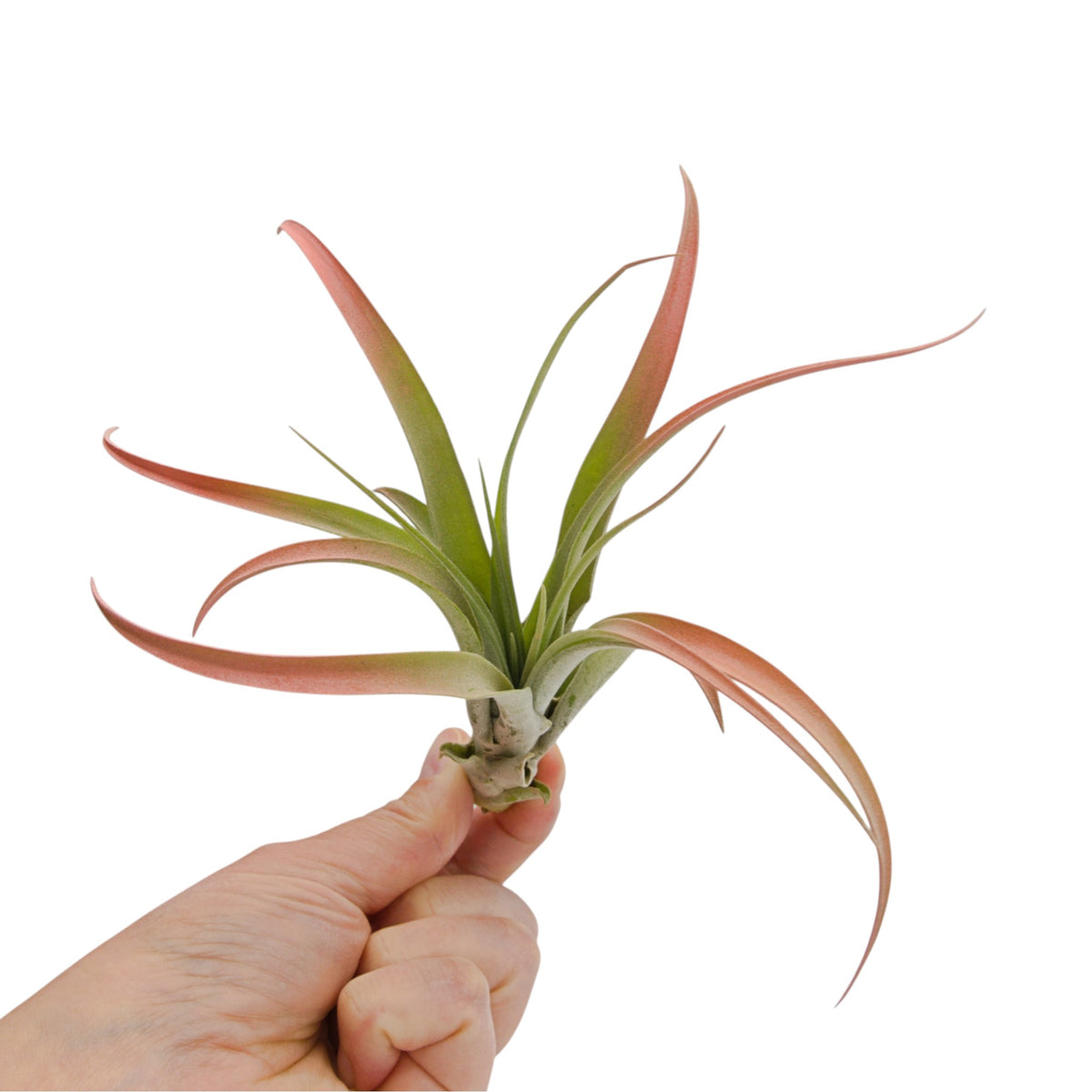 A tillandsia air plant called Capitata Peach.  The tips of the leaves have been painted peach with a non-toxic dye.