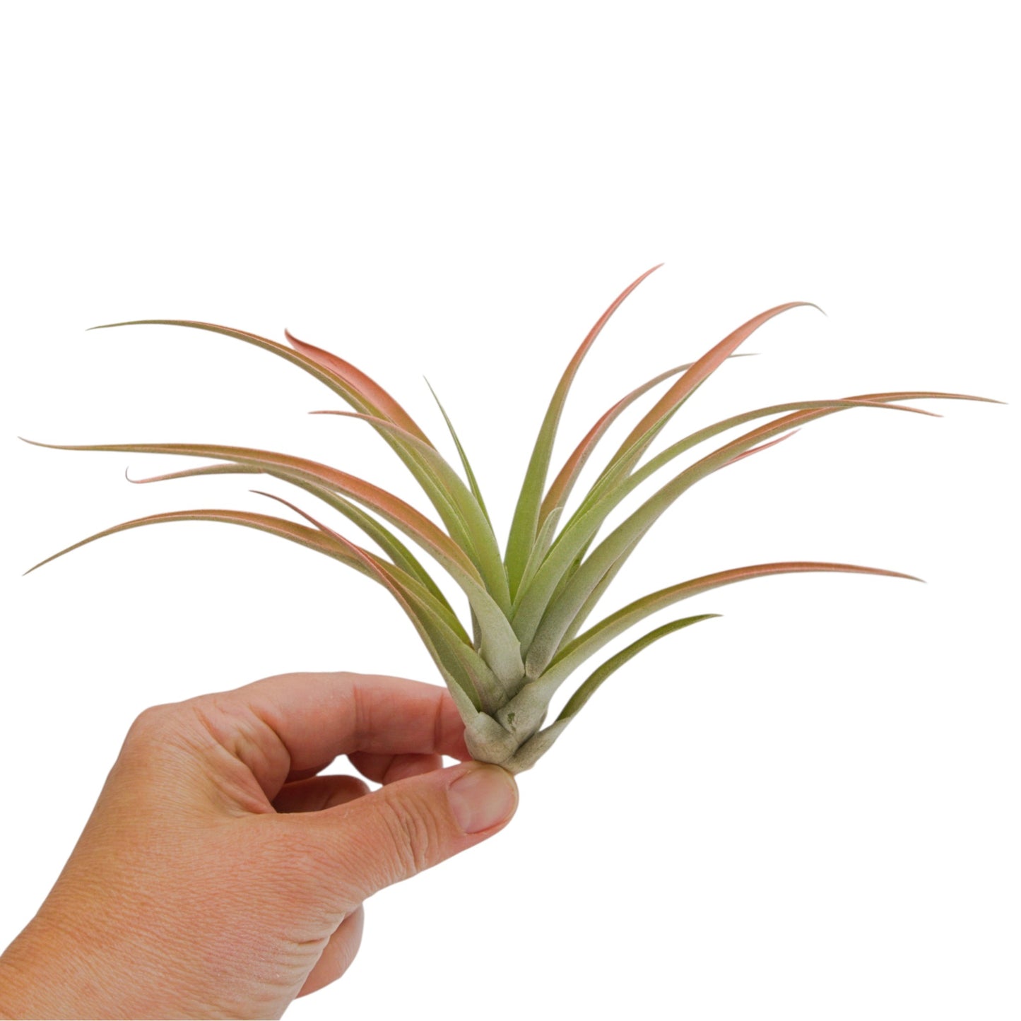 A tillandsia air plant called Capitata Peach.  The tips of the leaves have been painted peach with a non-toxic dye.