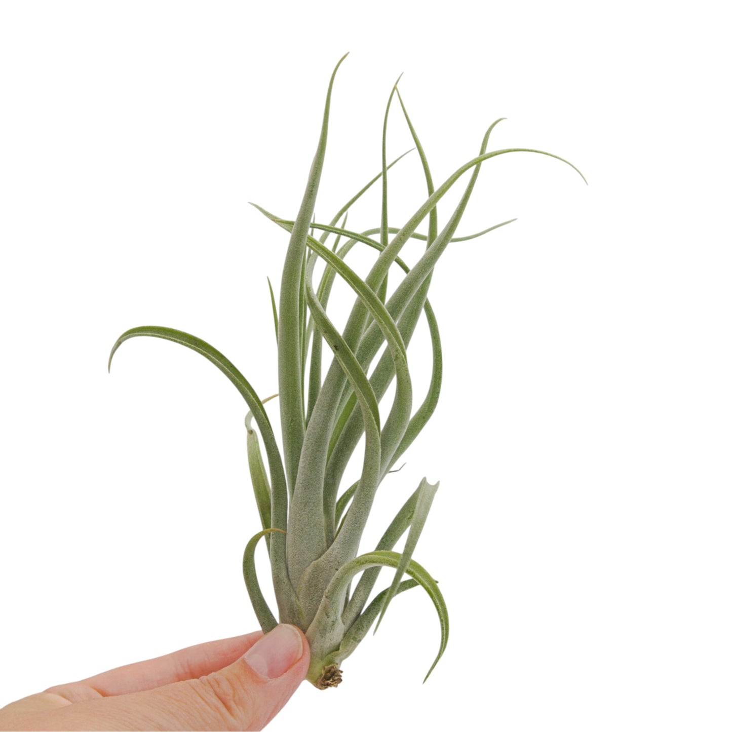 Tillandsia Caput Medusae x Brachycaulos