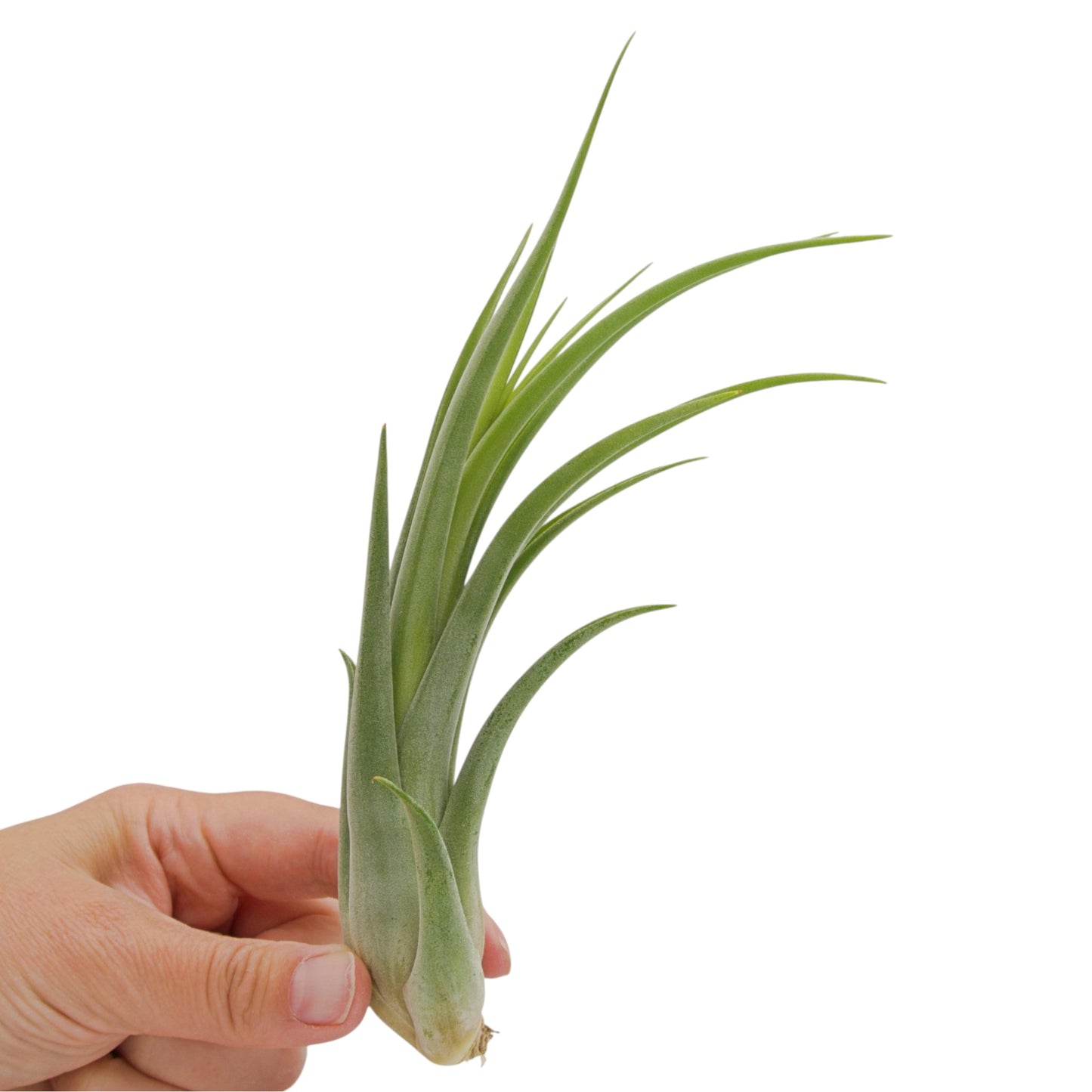 Tillandsia Caput Medusae x Brachycaulos