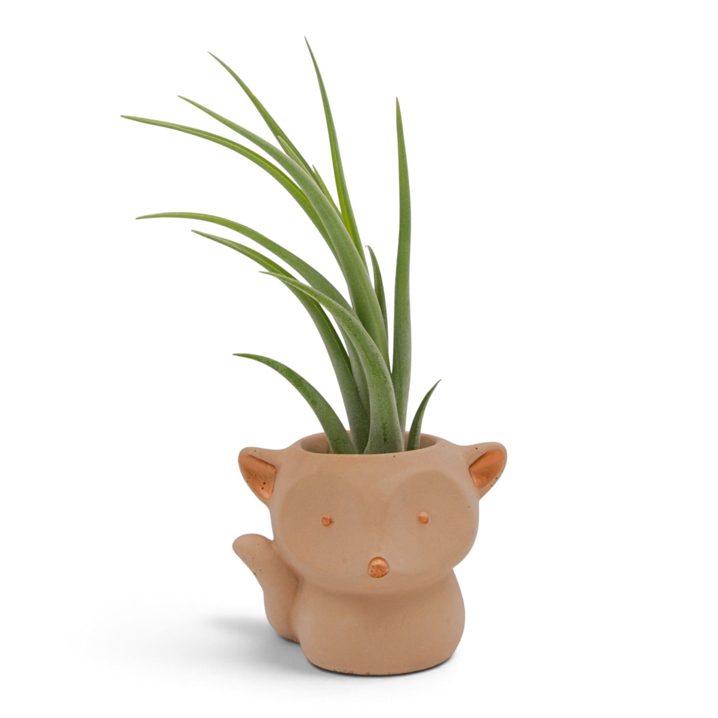 Tillandsia Caput Medusae x Brachycaulos