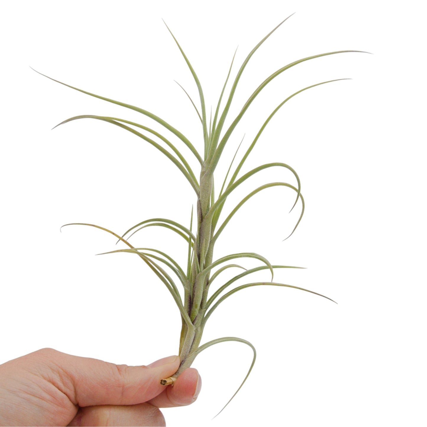 Tillandsia air plant crocata giant form curving silvery leaves