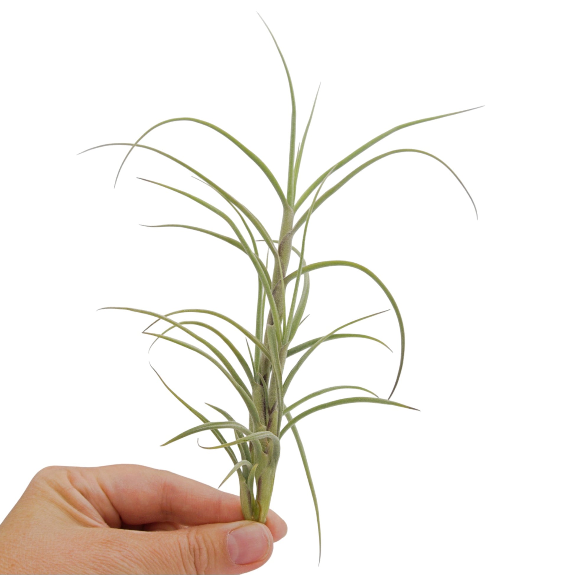 Tillandsia air plant crocata giant form curving silvery leaves