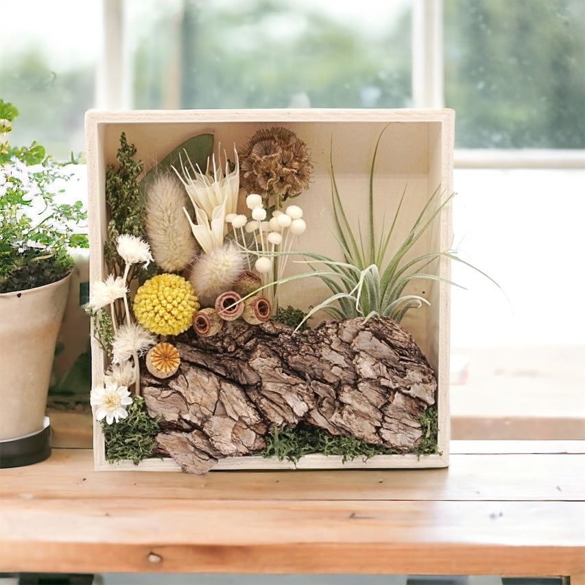 Airplant Art Frames - Natural Square
