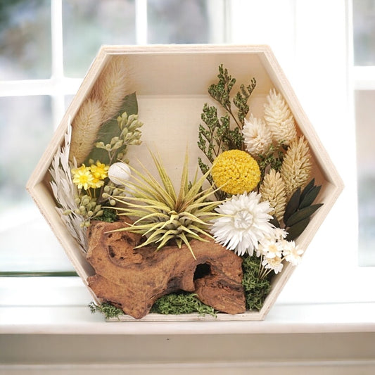 Airplant Art Frames - Hexagon Natural Flowers