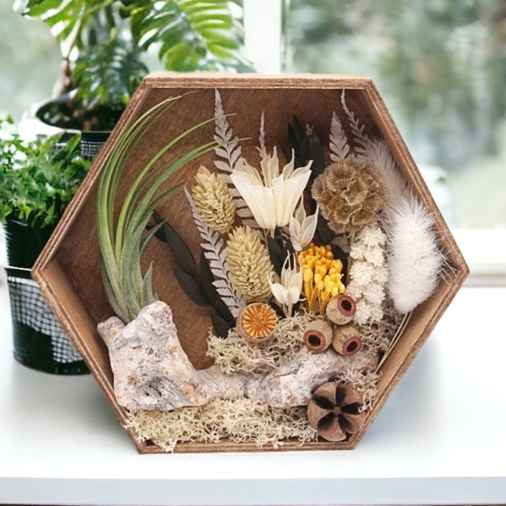 Airplant Art Frames - Antique Walk in the Woods