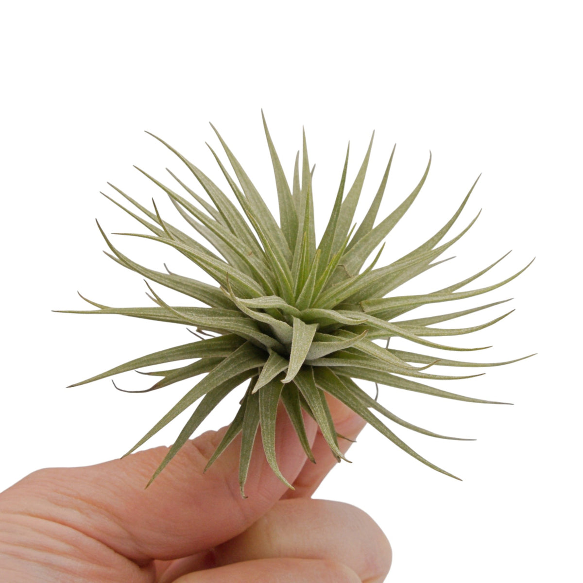 Tillandsia Epinosae