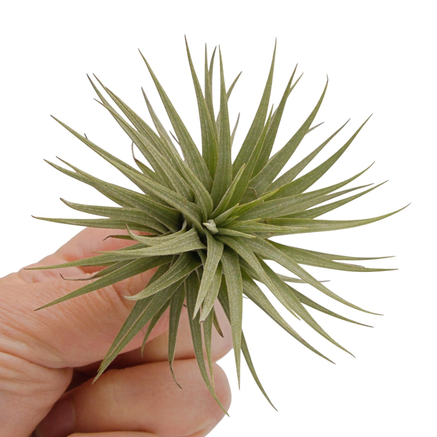 Tillandsia Epinosae