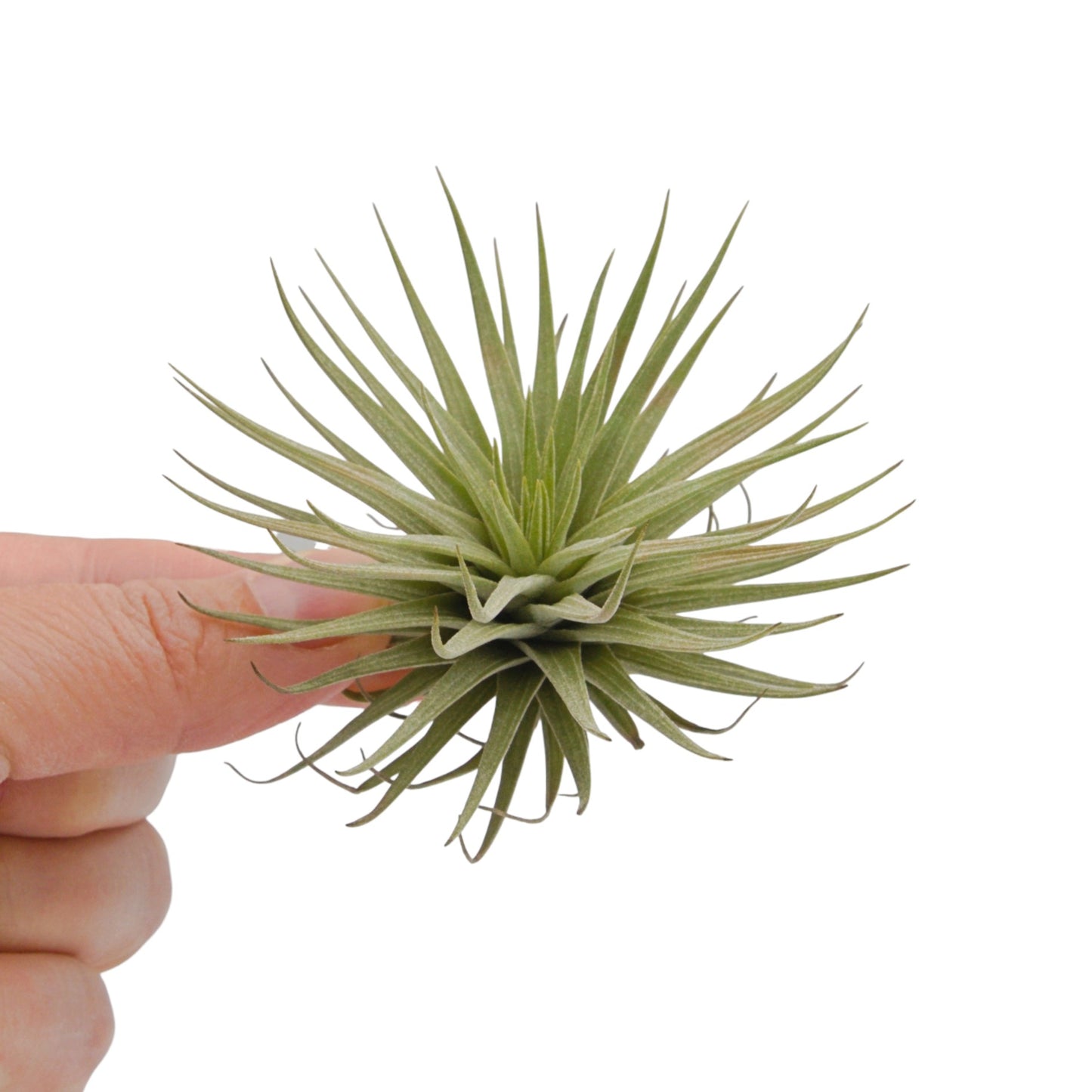 Tillandsia Epinosae
