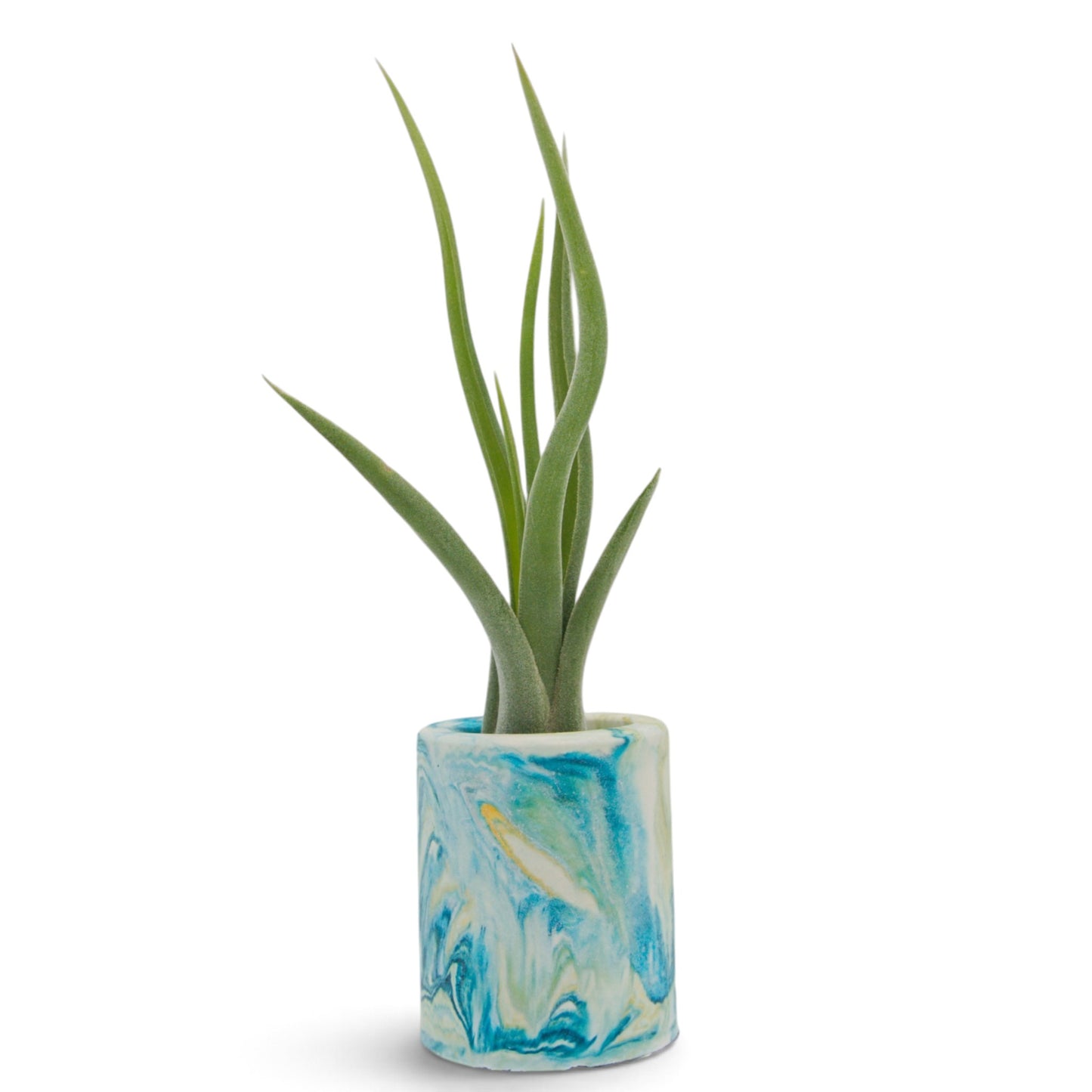 Tillandsia Intermedia