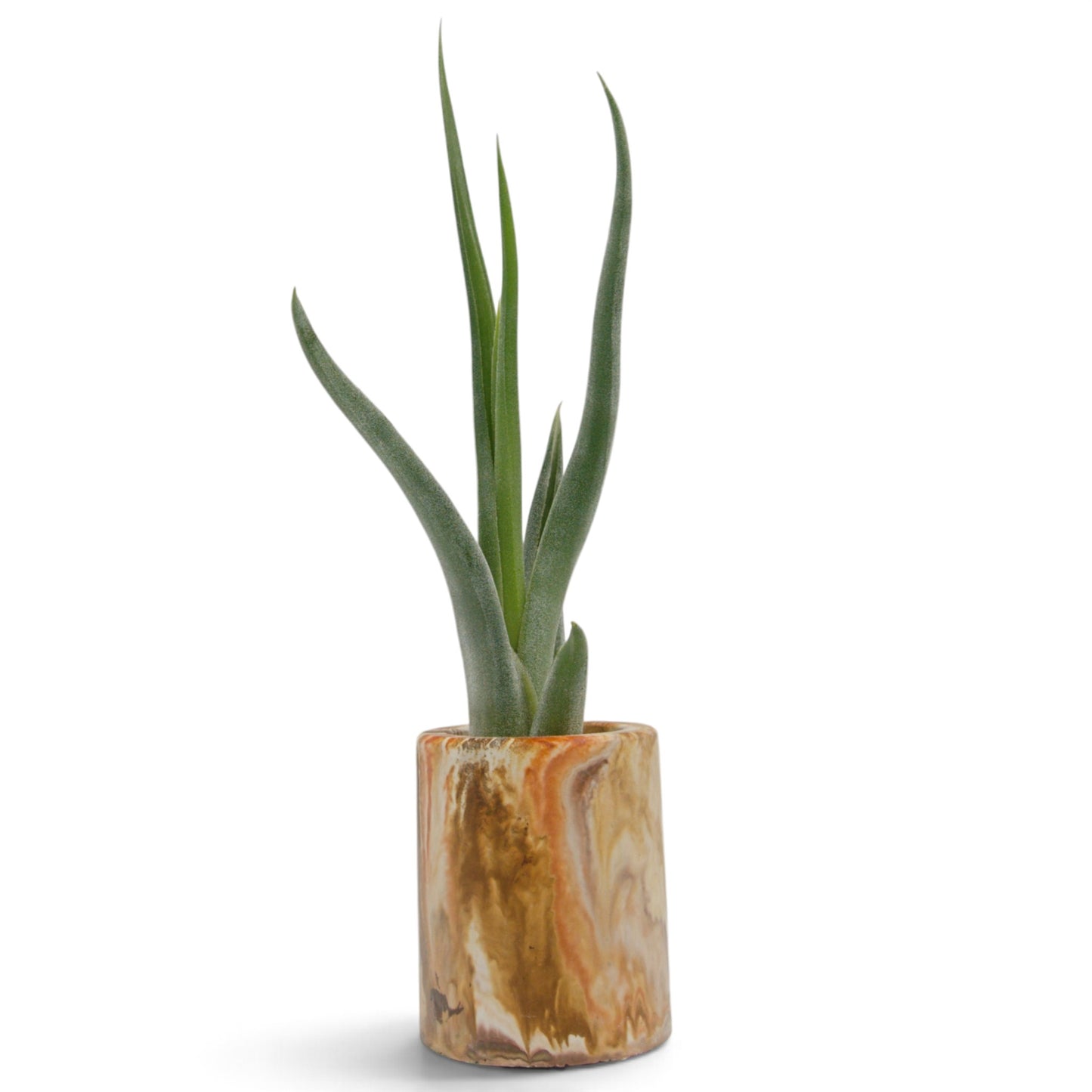 Tillandsia Intermedia