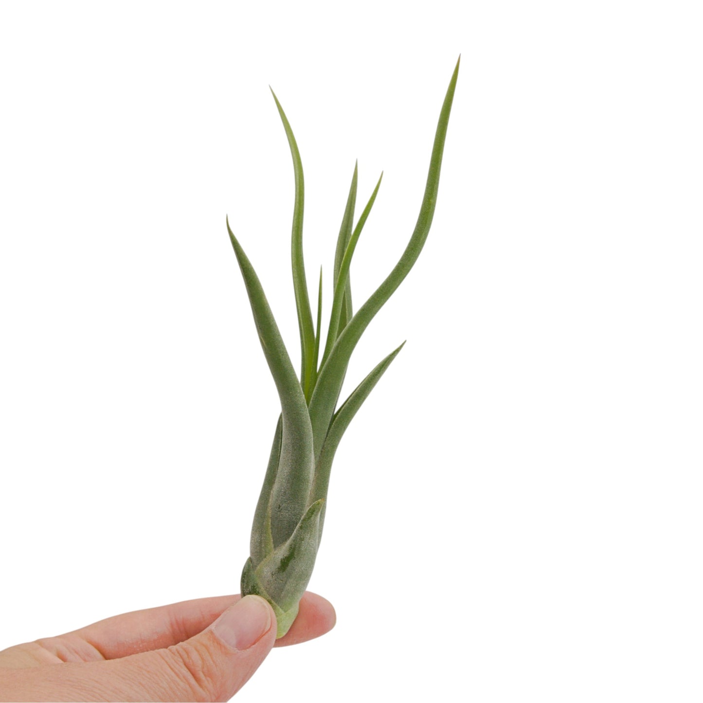 Tillandsia Intermedia