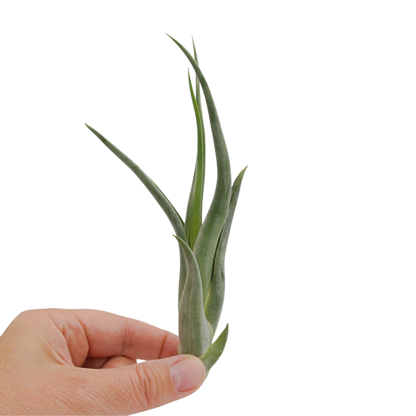 Tillandsia Intermedia