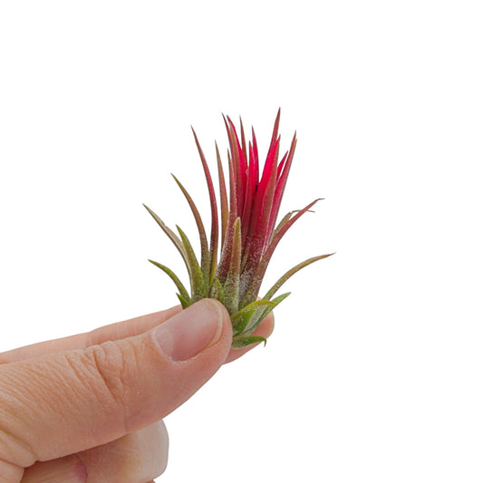 Air plant tillandsia ionantha fuego