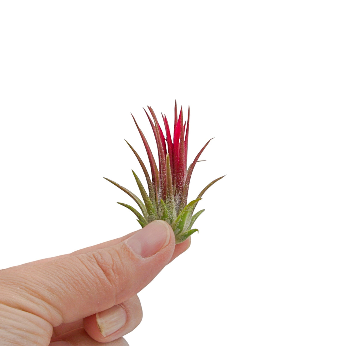Air plant tillandsia ionantha fuego