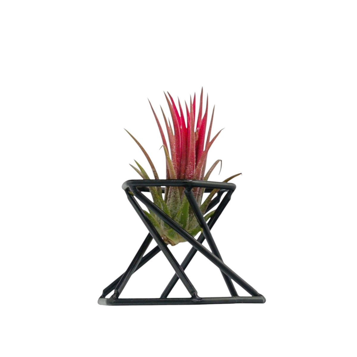 A small air plant with bright pink-red spiky leaves and green base foliage, displayed in a black geometric metal planter on a plain white background.