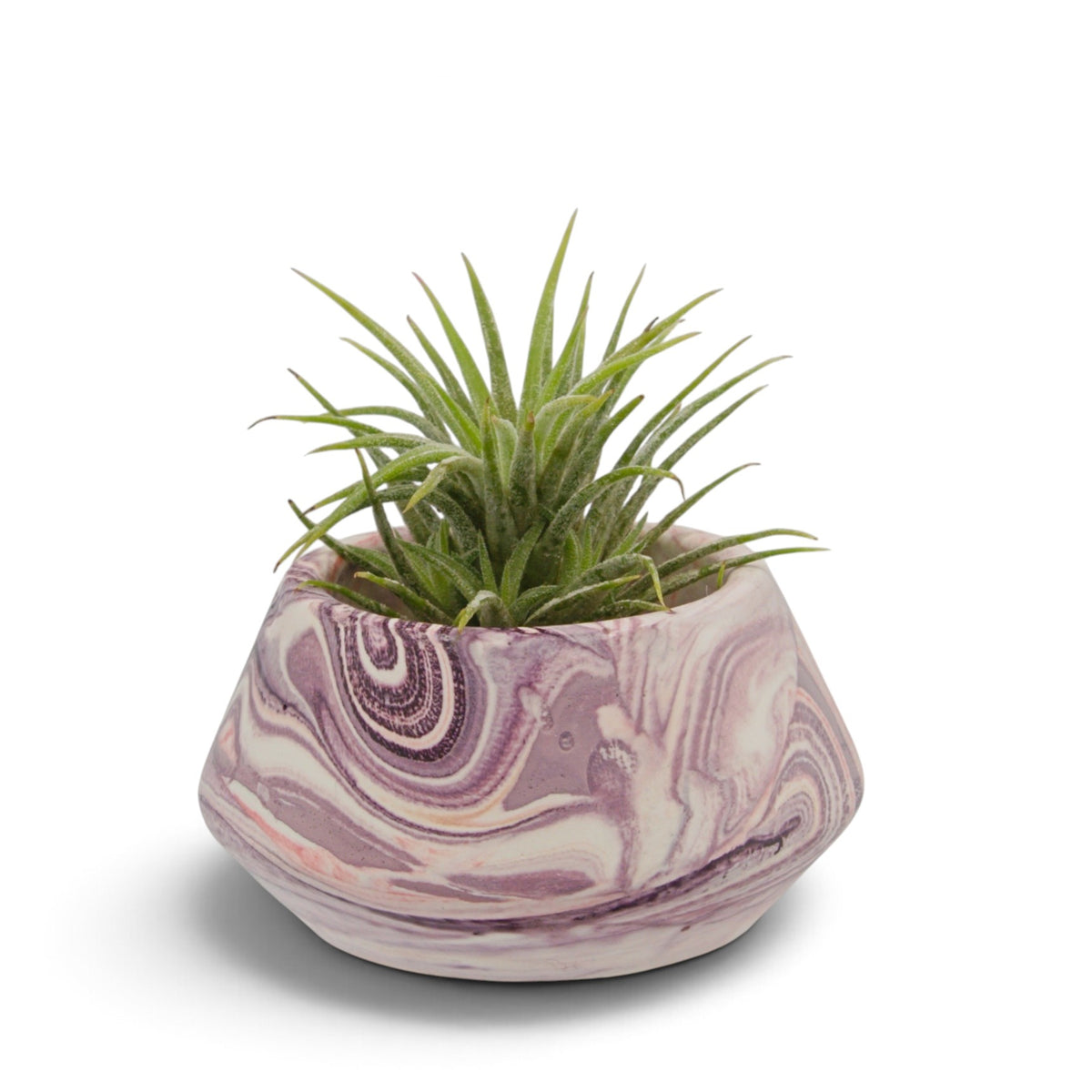 Tillandsia Ionantha Mexico