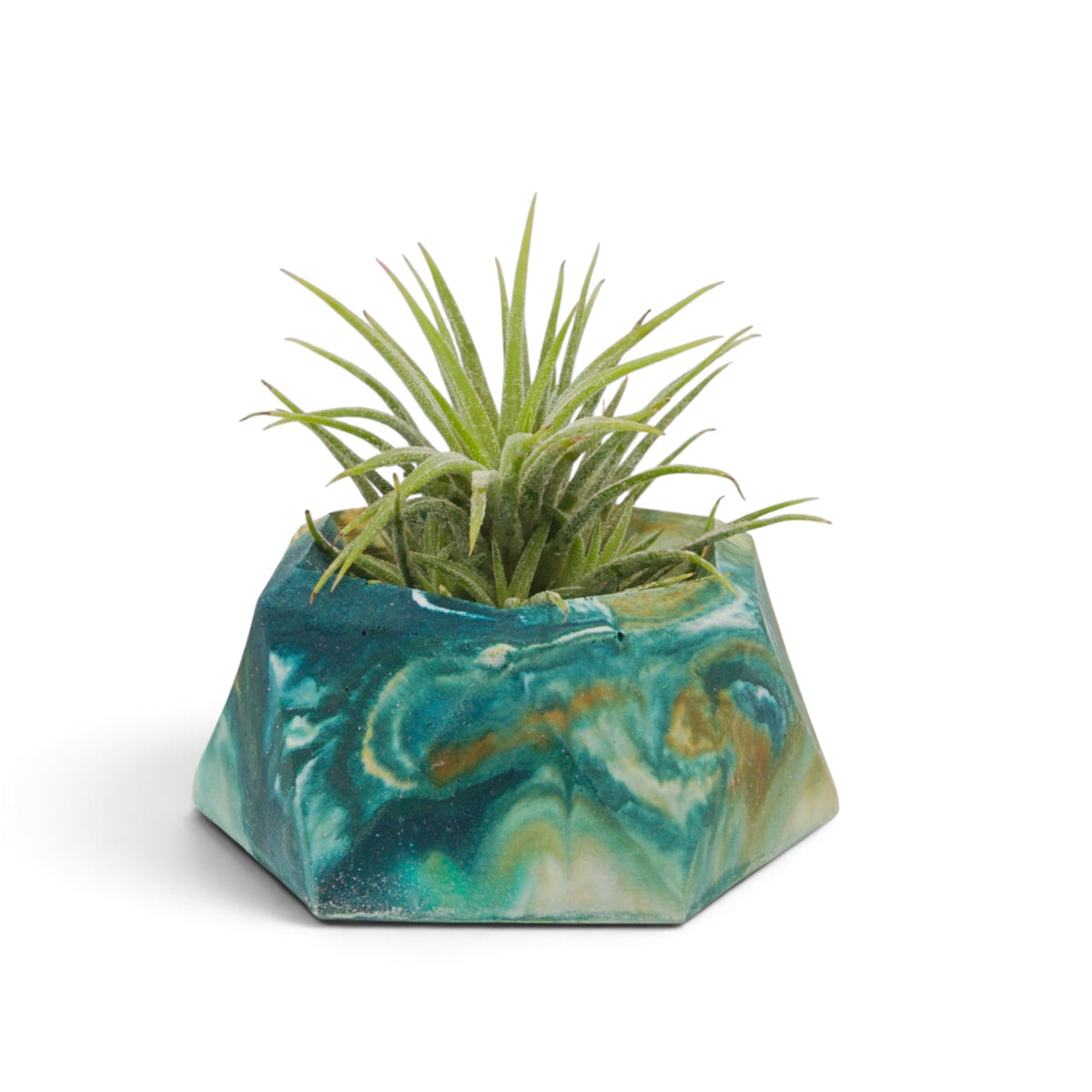 Tillandsia Ionantha Mexico