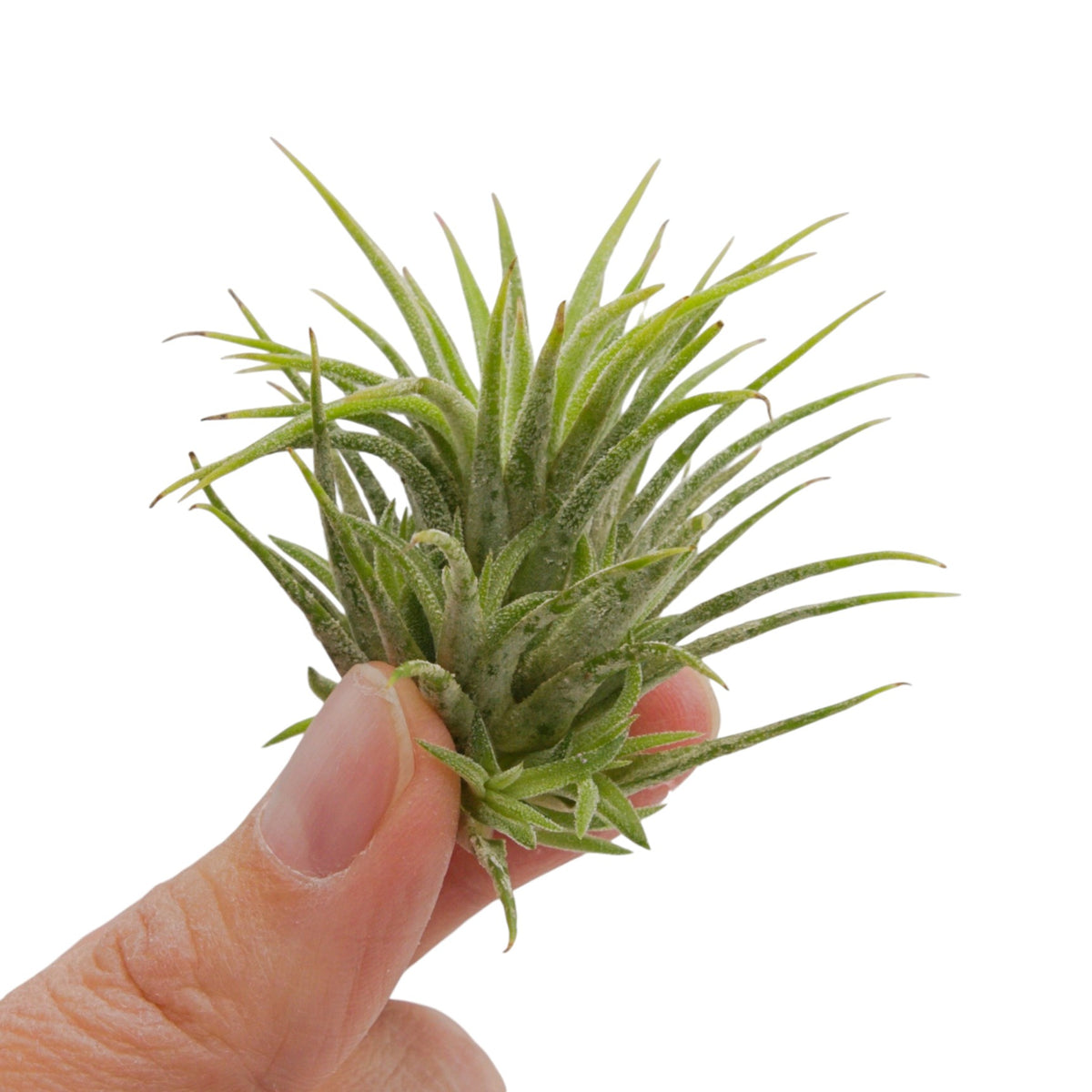 Tillandsia Ionantha Mexico