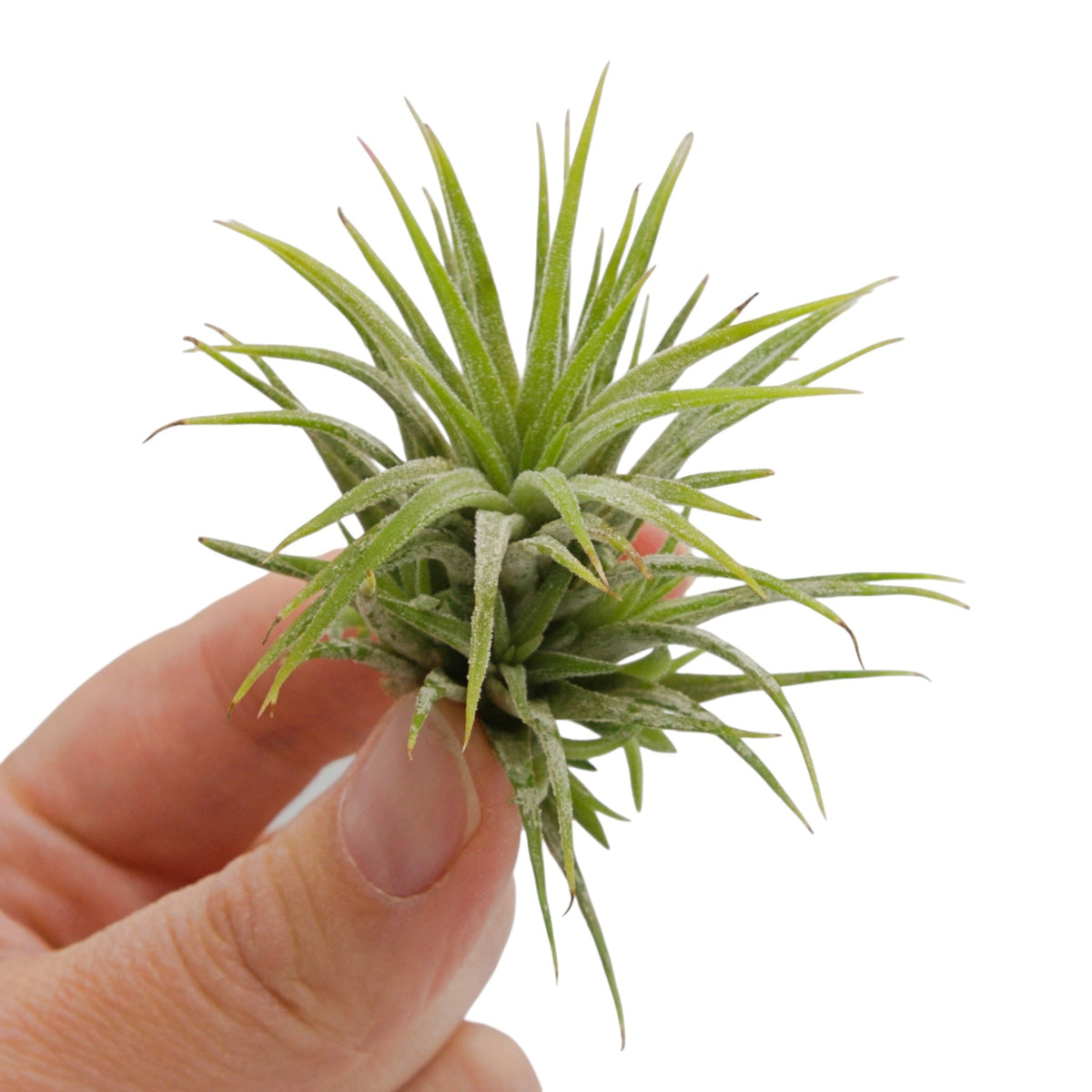 Tillandsia Ionantha Mexico