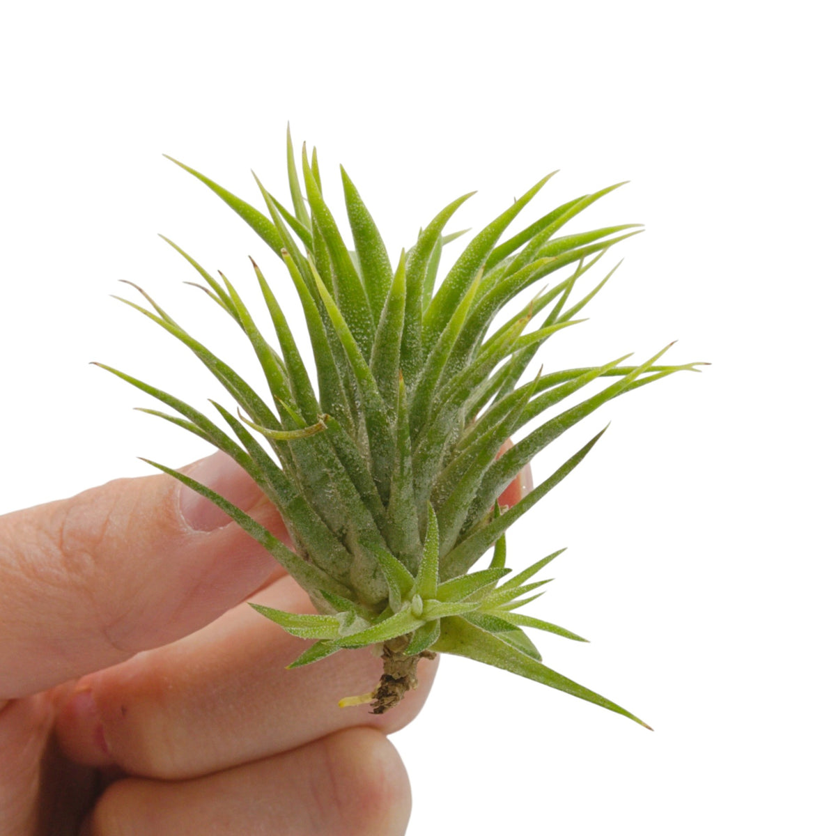 Tillandsia Ionantha Mexico