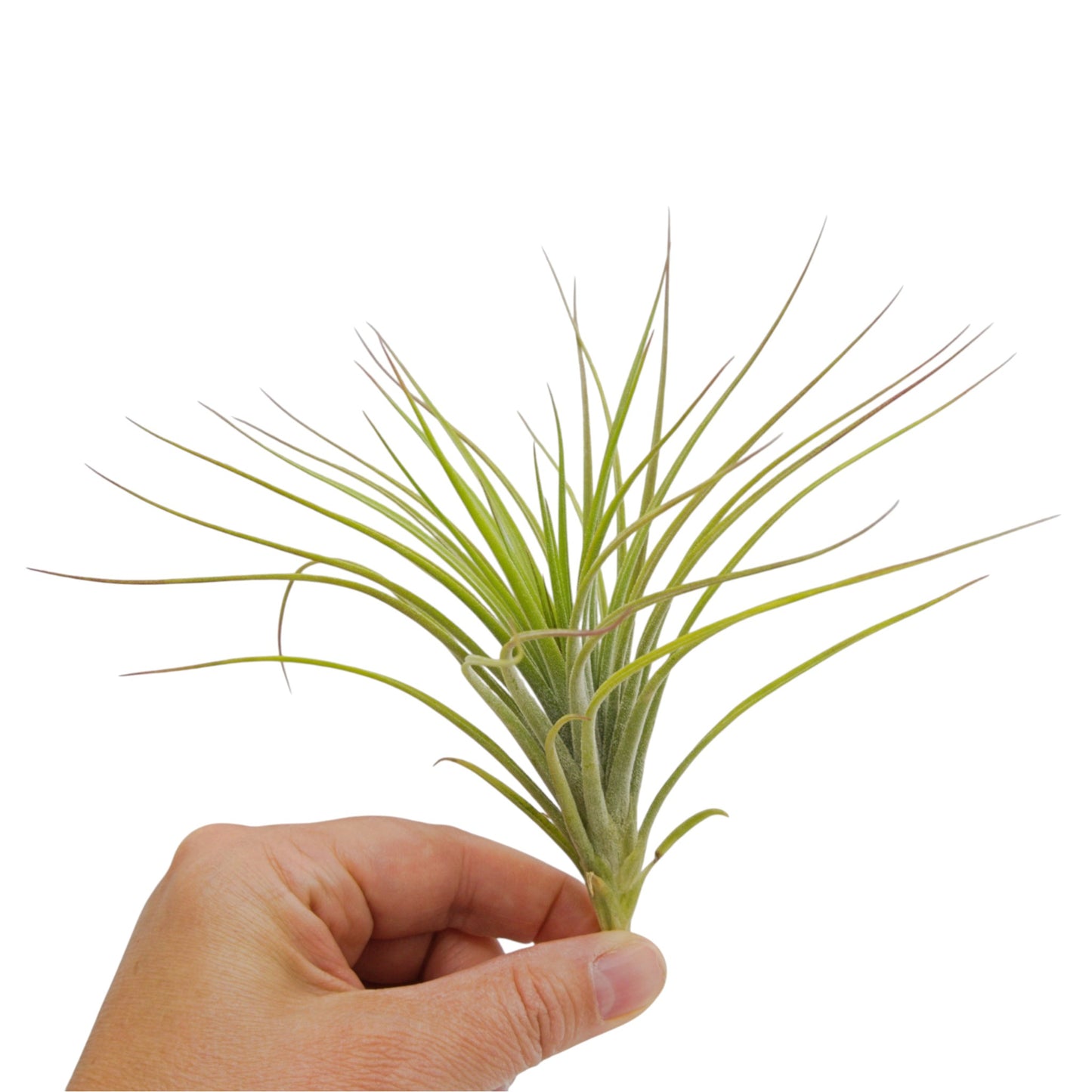 Tillandsia Ionantha x Schiedeana