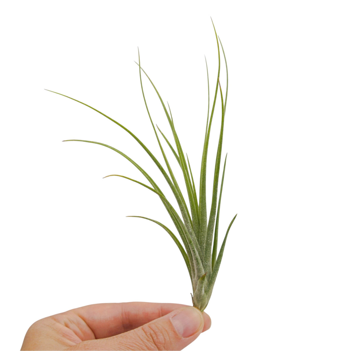 Tillandsia Ionantha x Schiedeana