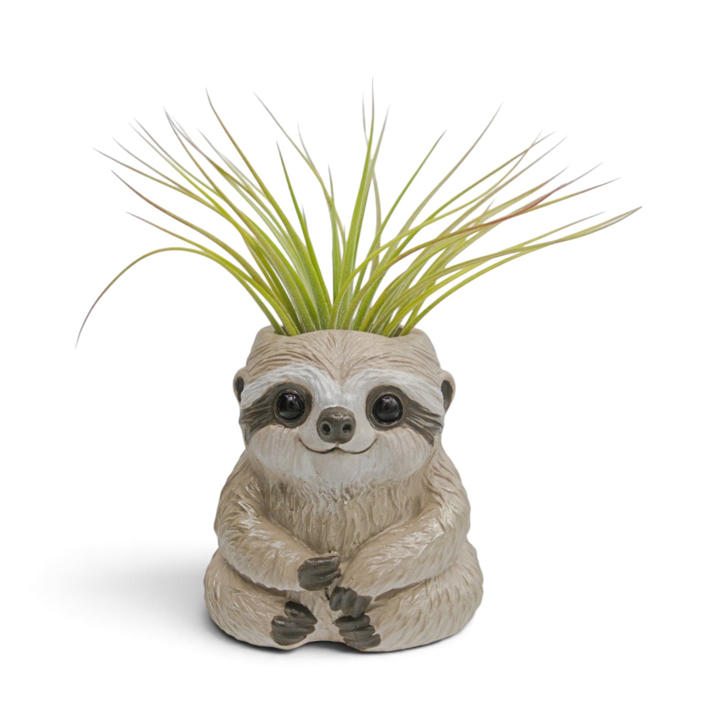Tillandsia Ionantha x Schiedeana