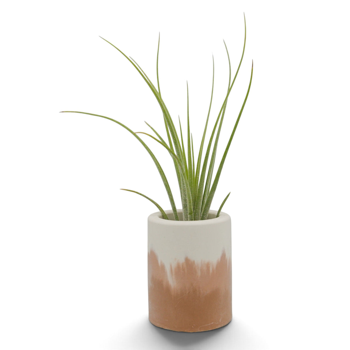 Tillandsia Ionantha x Schiedeana