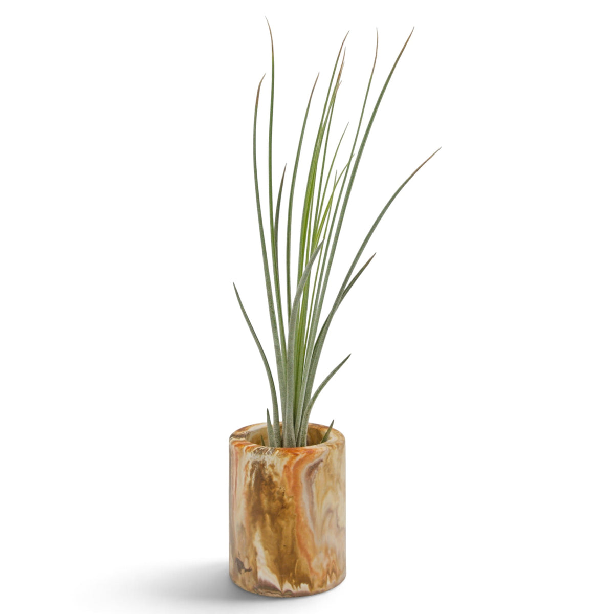Tillandsia Juncea teintée rouge