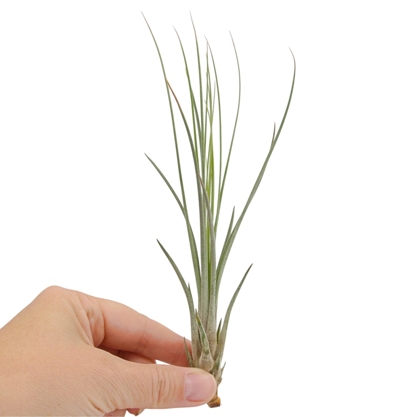 Tillandsia Juncea teintée rouge