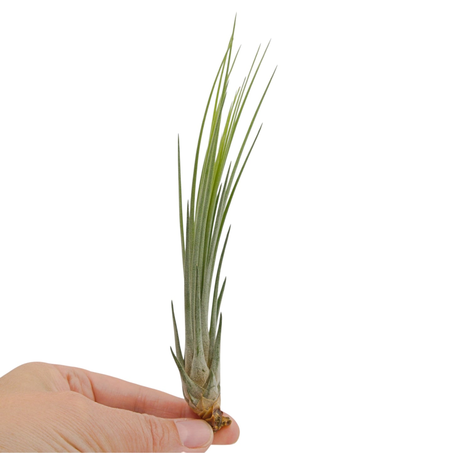 Tillandsia Juncea teintée rouge