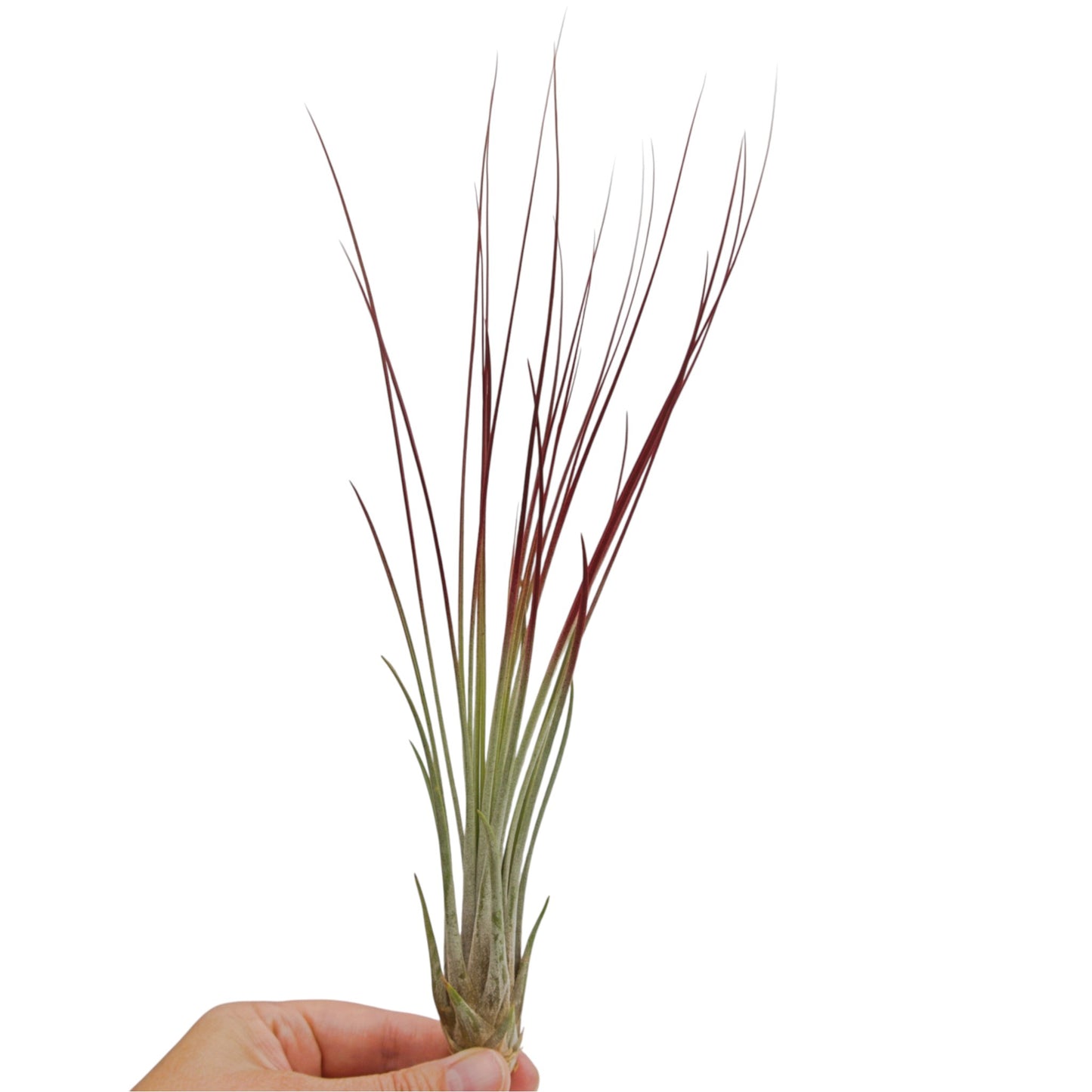 Tillandsia Juncea teintée rouge