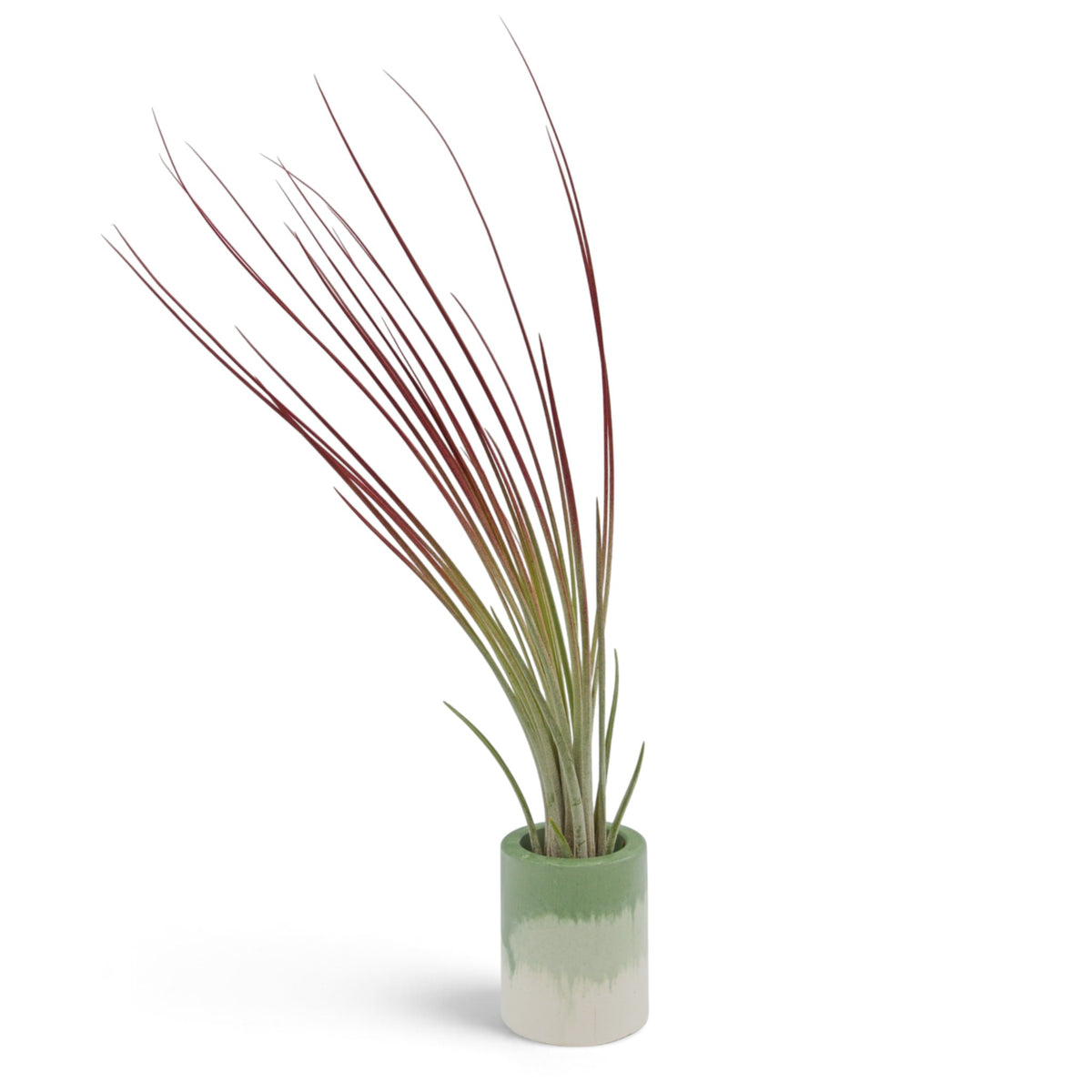 Tillandsia Juncea teintée rouge