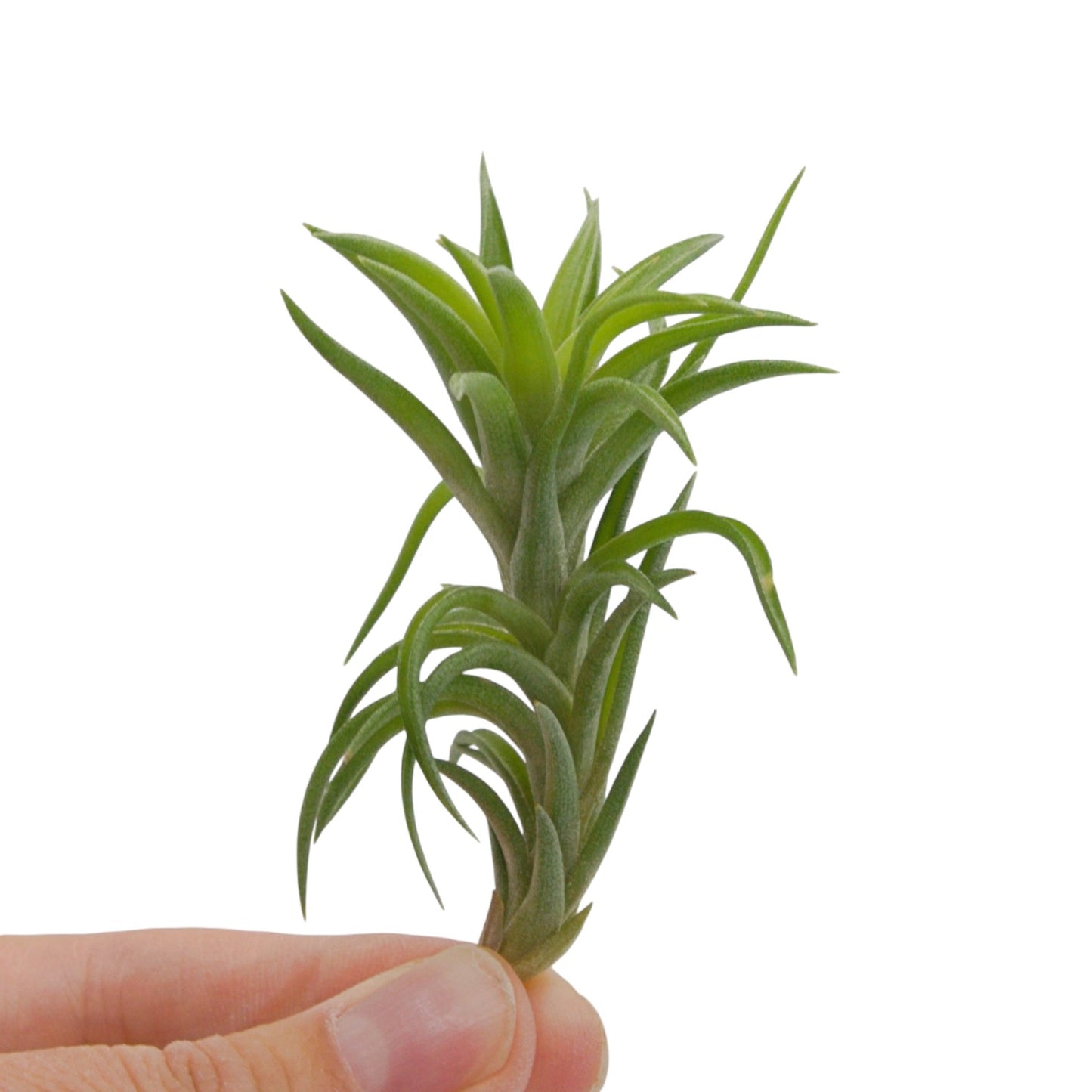 Tillandsia Neglecta
