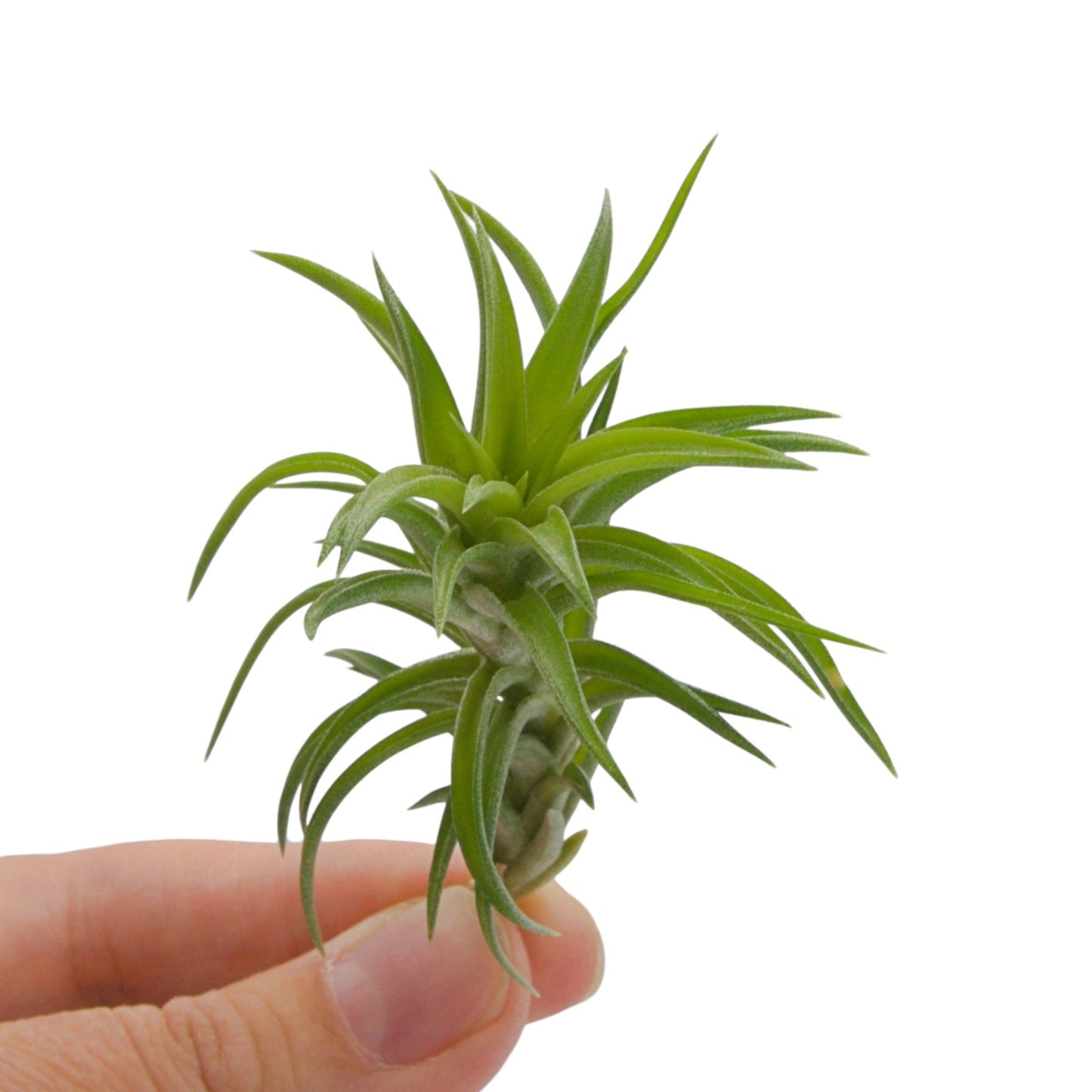 Tillandsia Neglecta