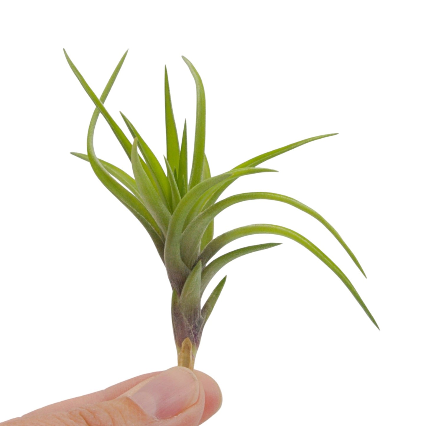 Tillandsia Neglecta