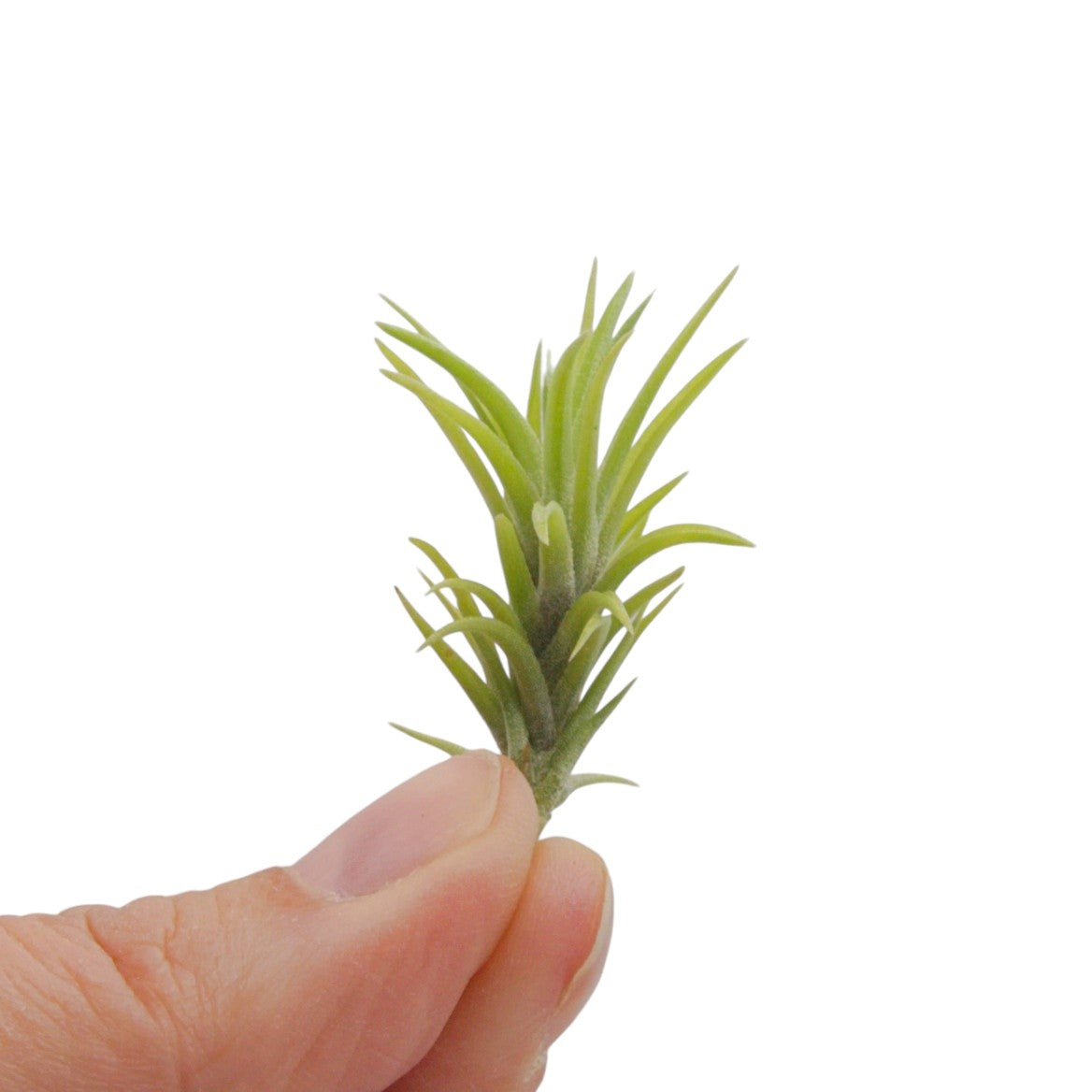 Tillandsia Neglecta