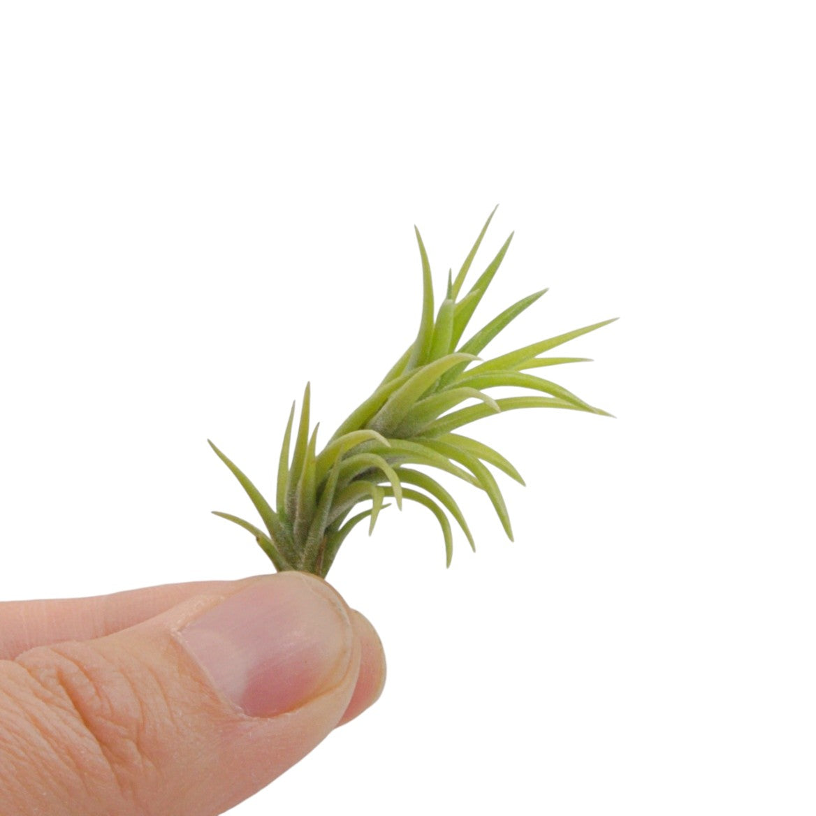 Tillandsia Neglecta