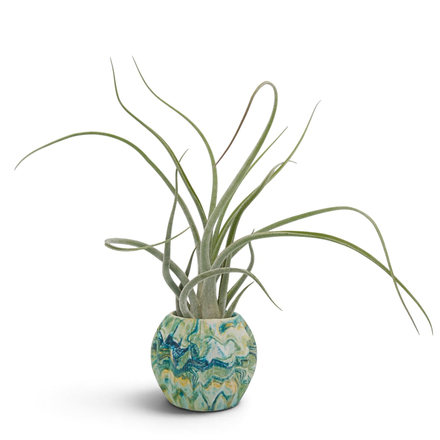 Tillandsia Seleriana x Baileyi