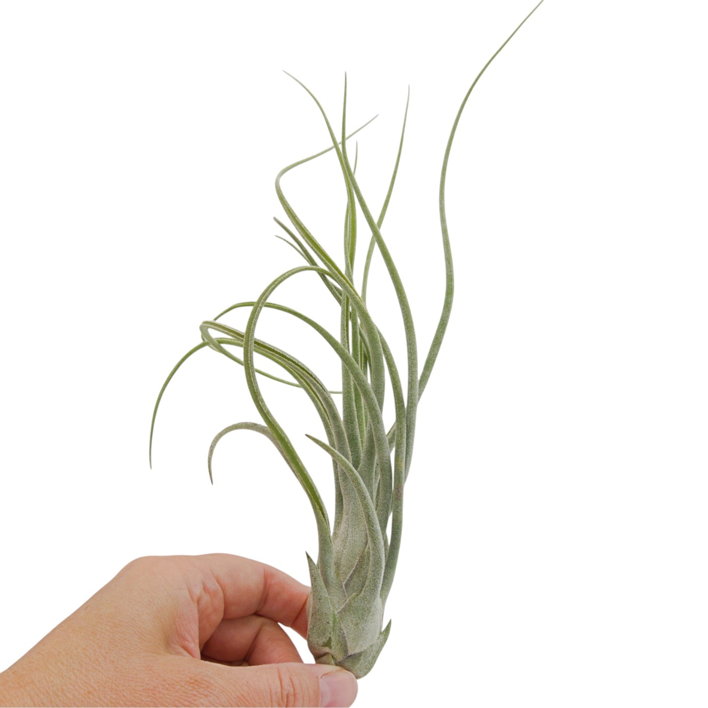 Tillandsia Seleriana x Baileyi